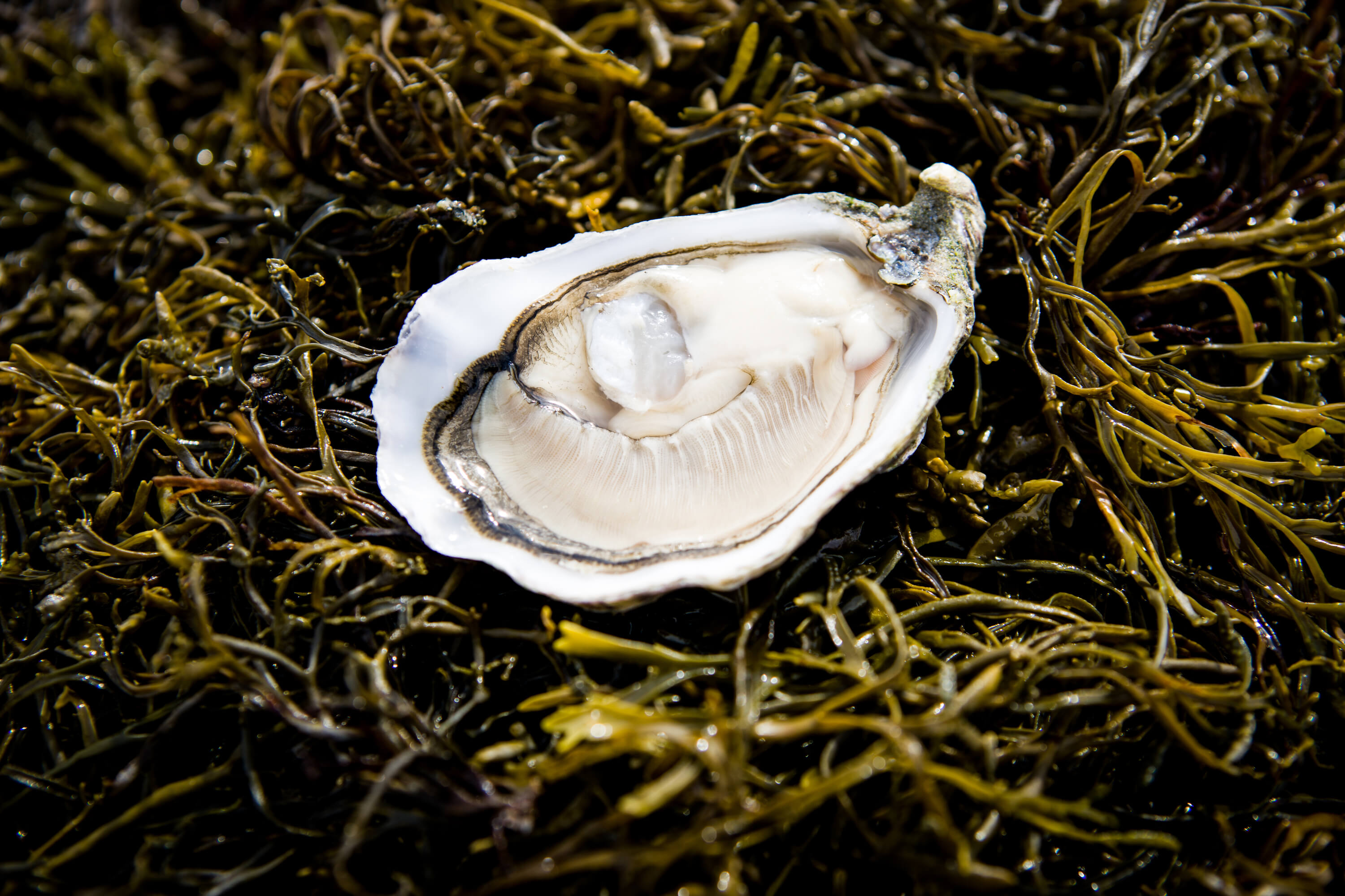 Irish Premium Oysters: Generational Secrets of Oyster Farming