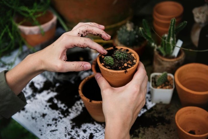 Growers – Leaders That Take Risks for the Family Business growers-leaders-that-take-risks-for-the-family-business