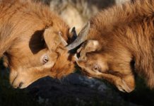 PSYCHOLOGY: Four Negative Consequences of Unresolved Conflict in the Family Business
