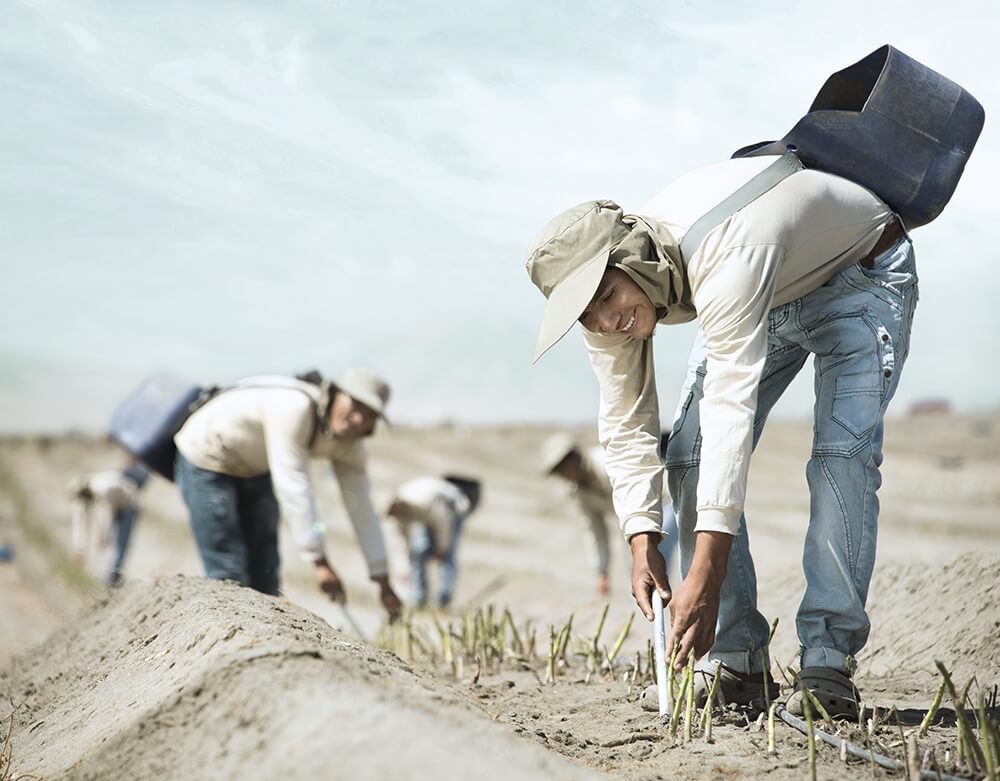 PORTRAIT: Danper – Growing Food, Equality, and Opportunity in Peru