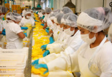 D&C Group – Cultivating Growth and Prosperity in Peru portrait-dc-group-cultivating-growth-and-prosperity-in-peru