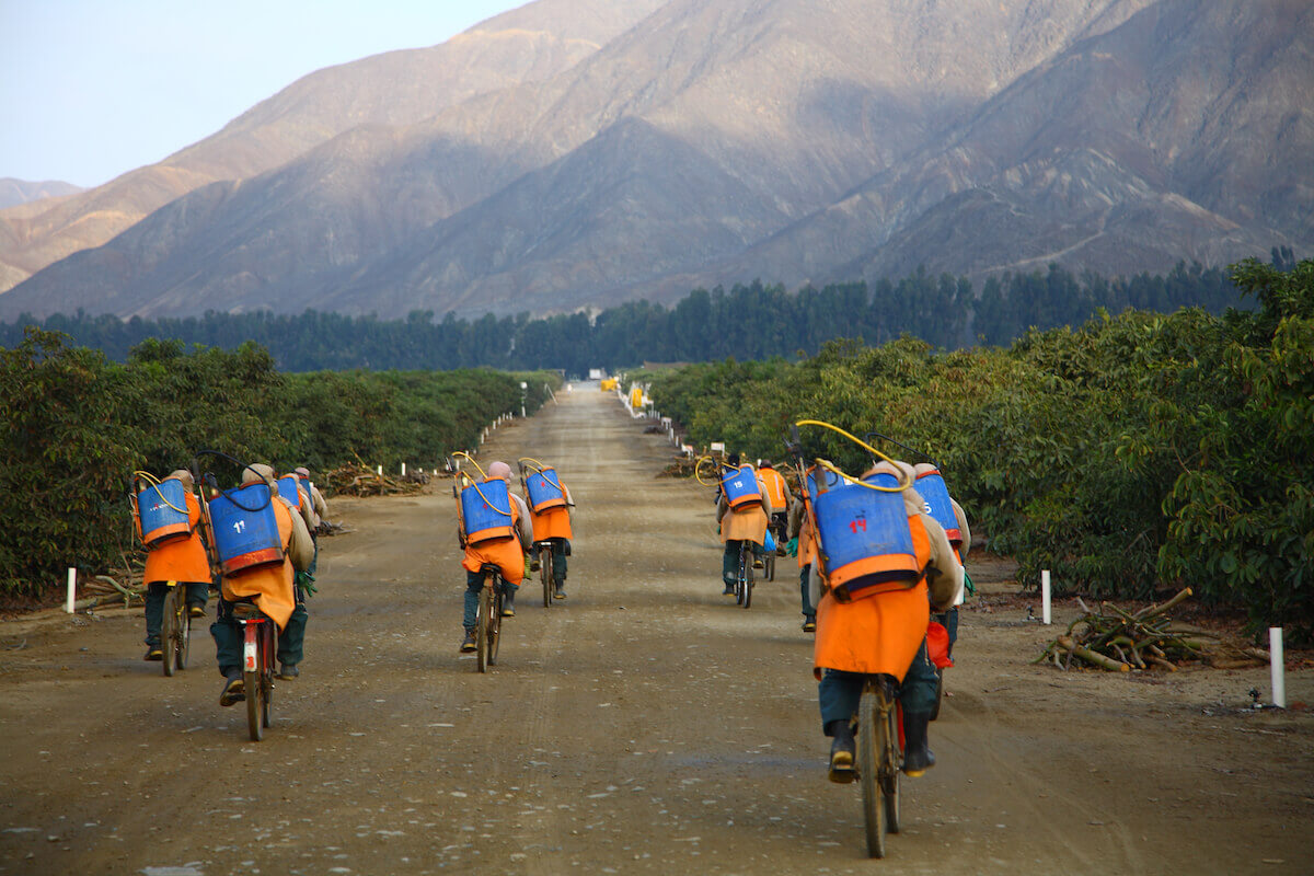 Camposol workers cycling to work, courtesy of D&C Group