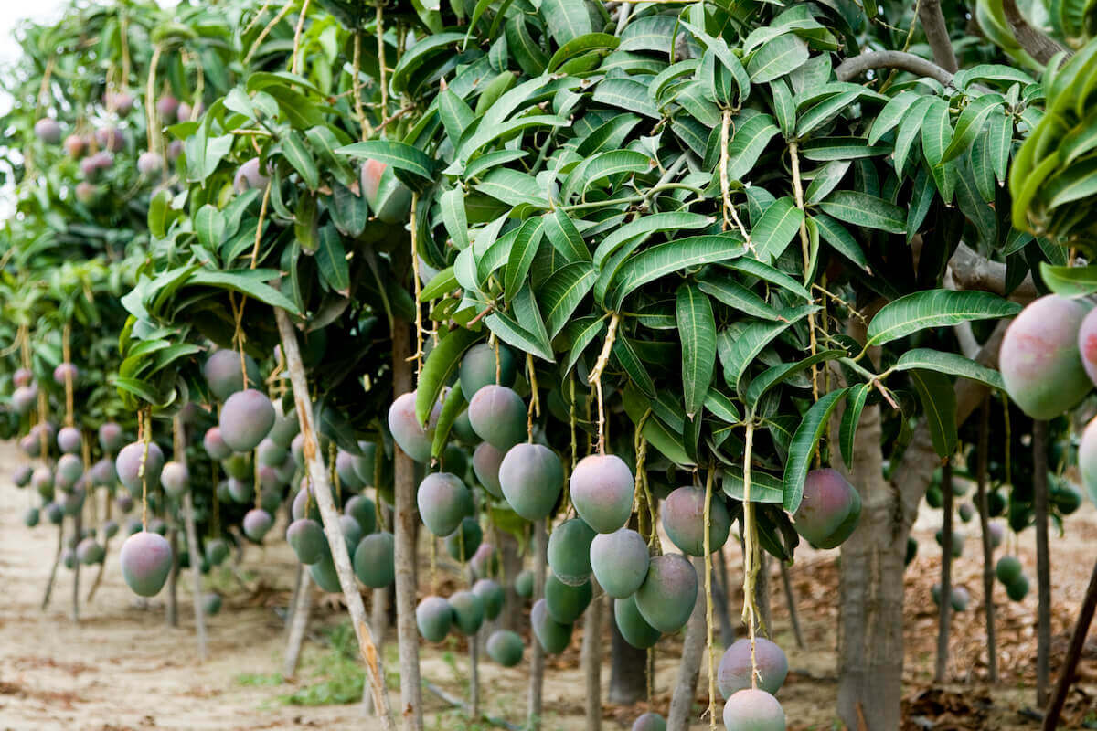 Mangos of Camposol, courtesy of D&C Group