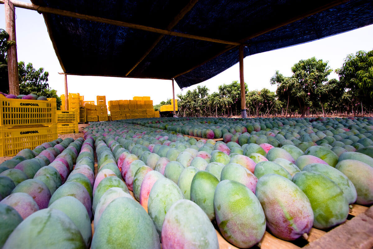 Mangos of Camposol, courtesy of D&C Group