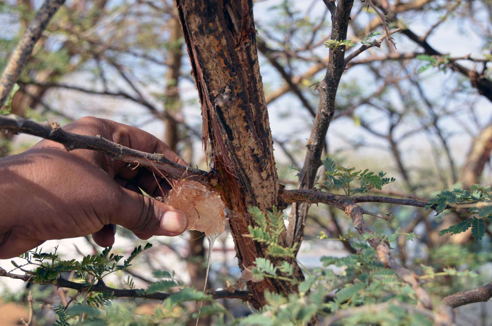 ￼PICTURE: Harvesting Acacia gum picking, courtesy of Alland and Robert