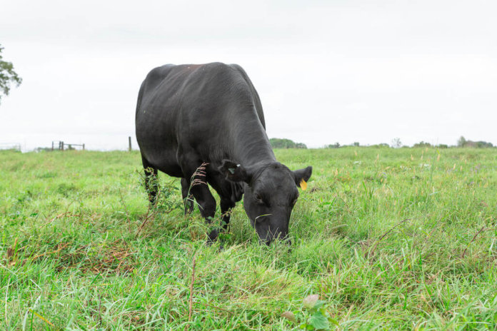 special-features-dierks-farms-innovative-family-cattle-farming