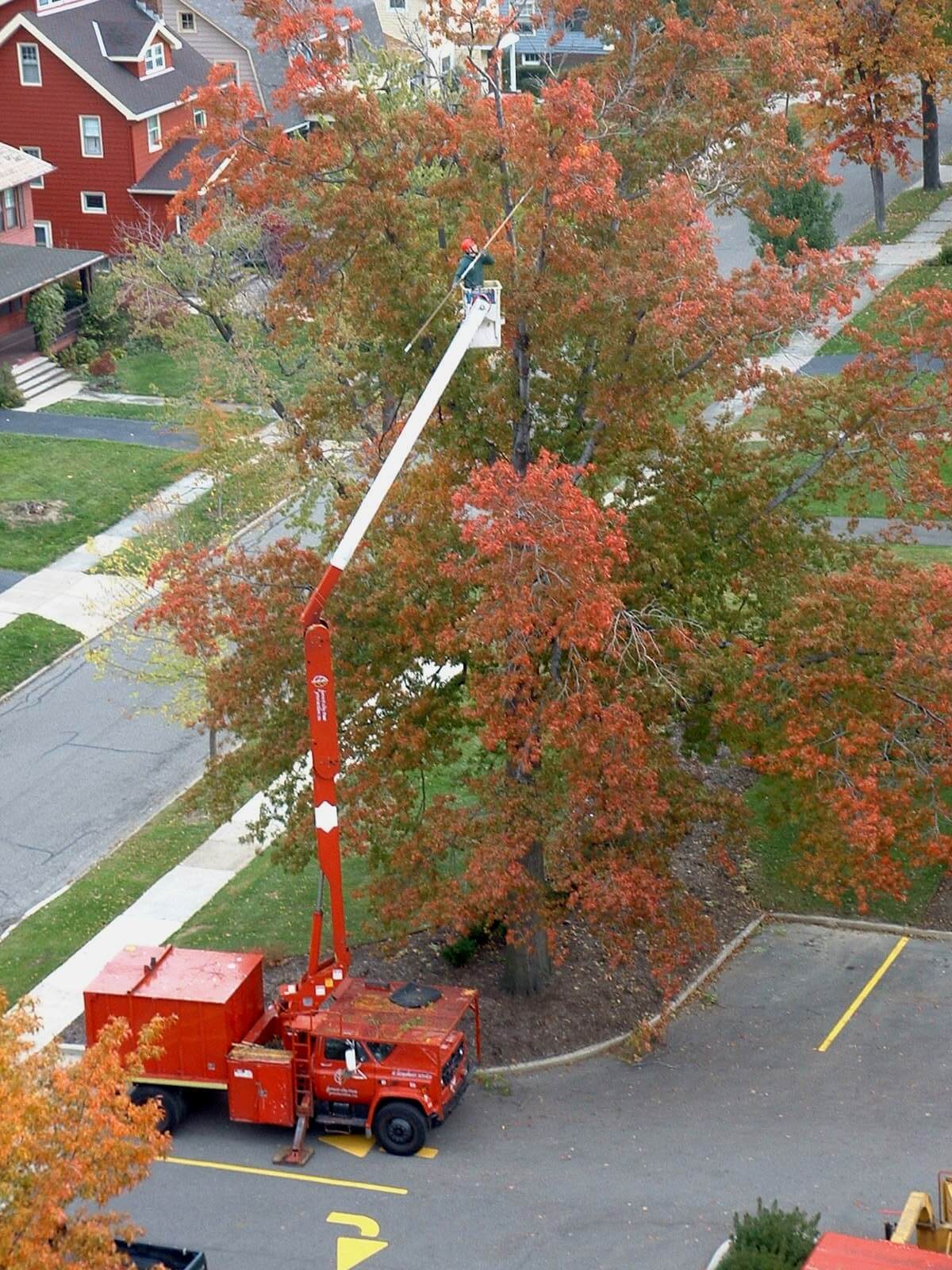 Rooted: The Story of The Forest City Tree Protection Co.