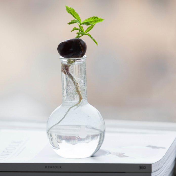 Growing your Family’s Human Capital growing-your-familys-human-capital