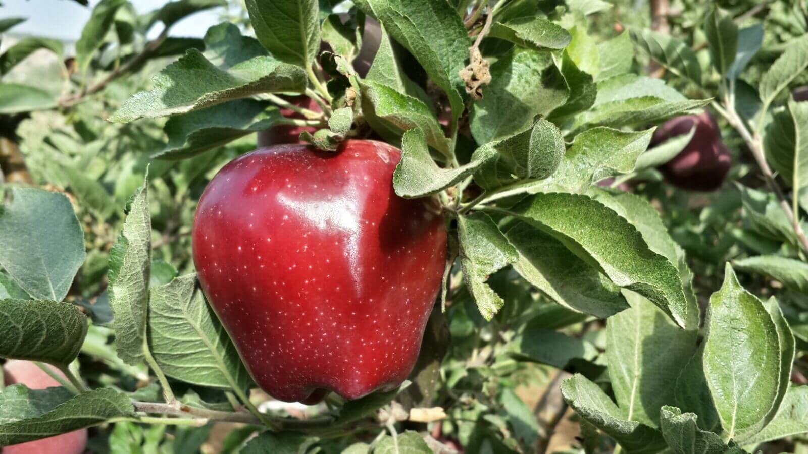 SAJES: Shaping the Future of Farming in Lebanon