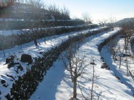 SAJES: Shaping the Future of Farming in Lebanon SAJES: Shaping the Future of Farming in Lebanon