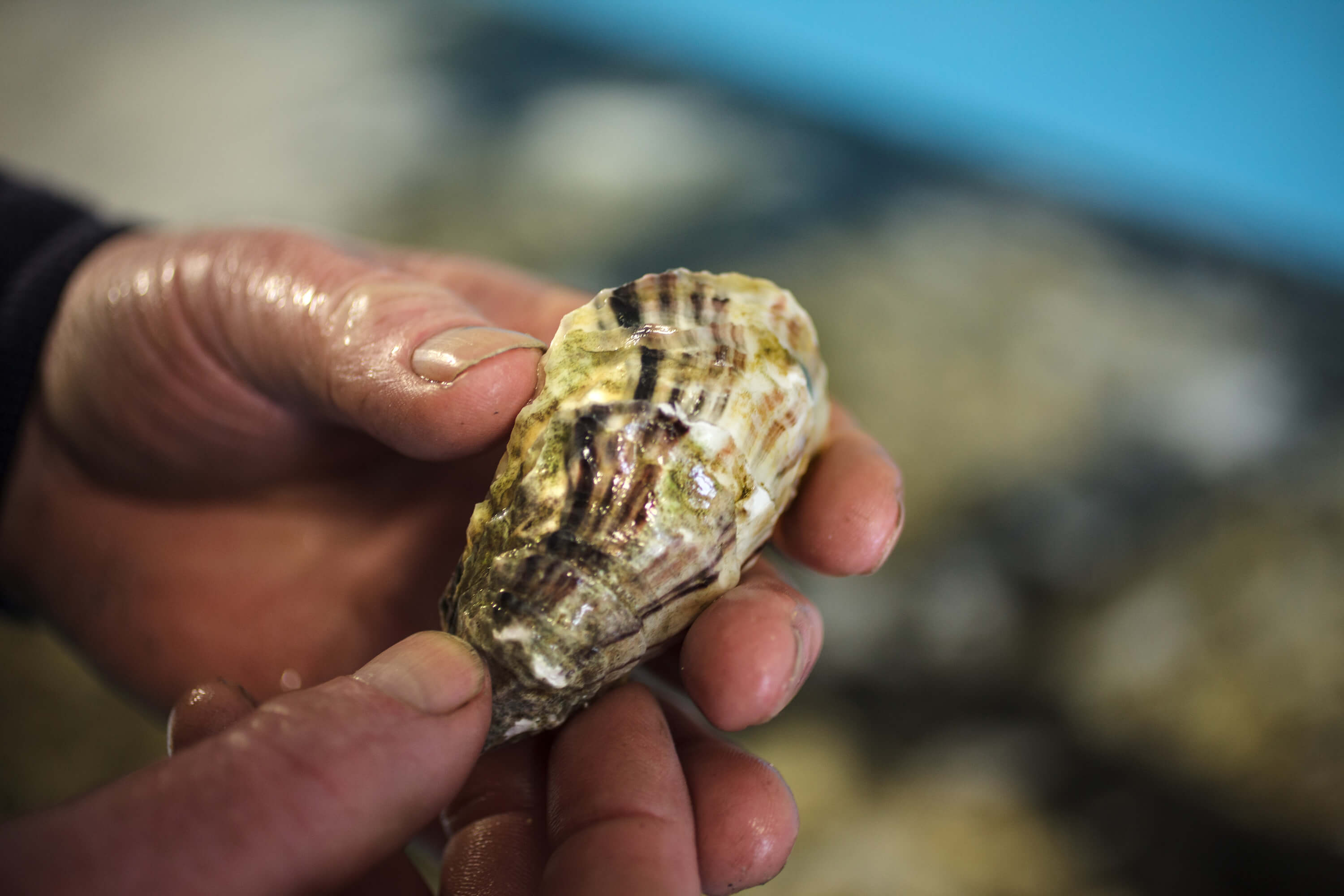 Irish Premium Oysters: Generational Secrets of Oyster Farming