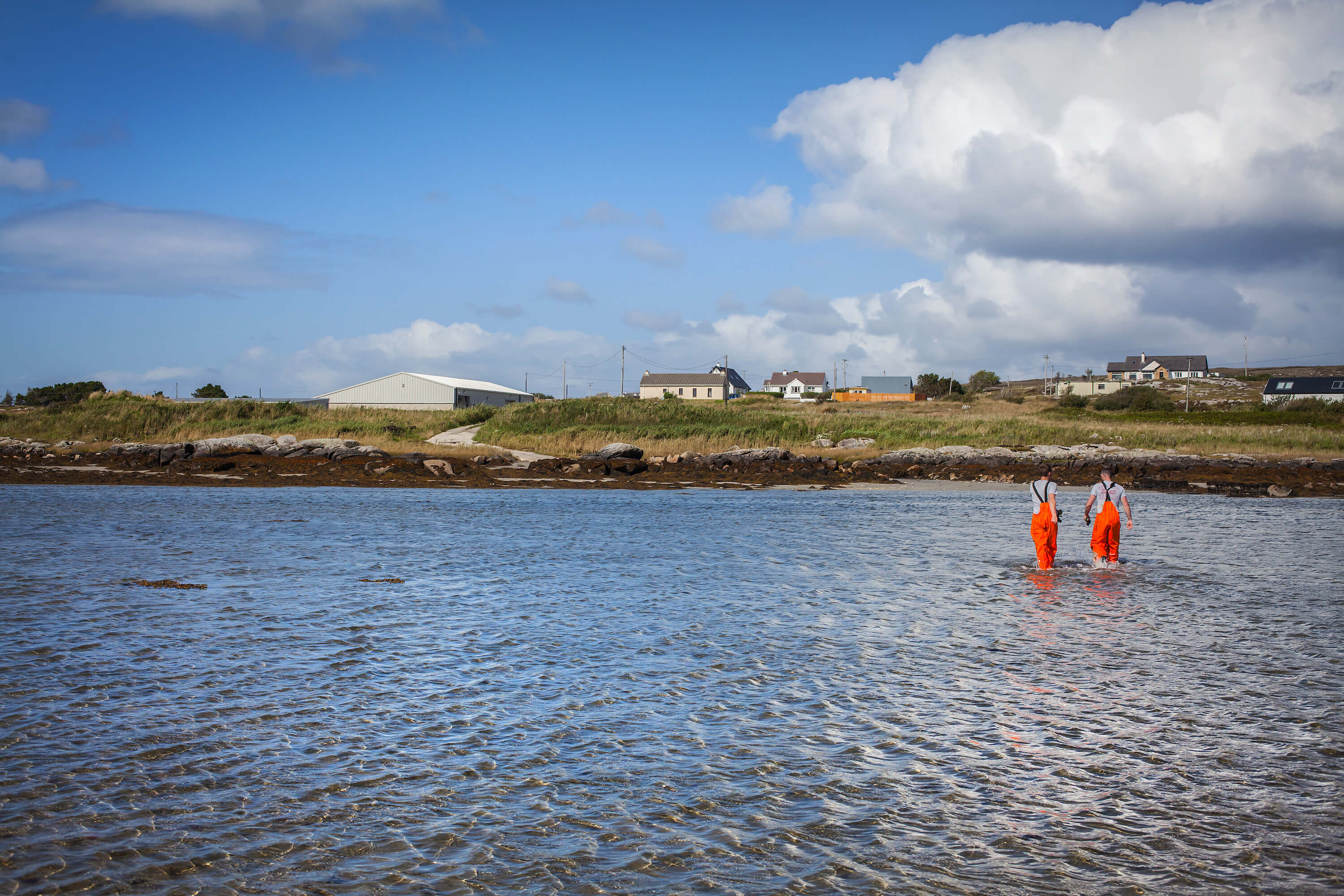 Irish Premium Oysters: Generational Secrets of Oyster Farming