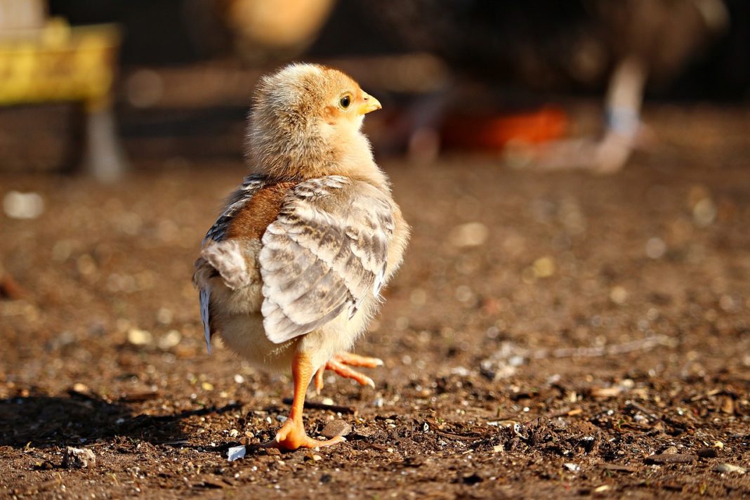 chicken-farm