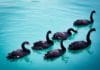 Historical Cases of Crisis Management wang-binghua-kd80surznhk-unsplash