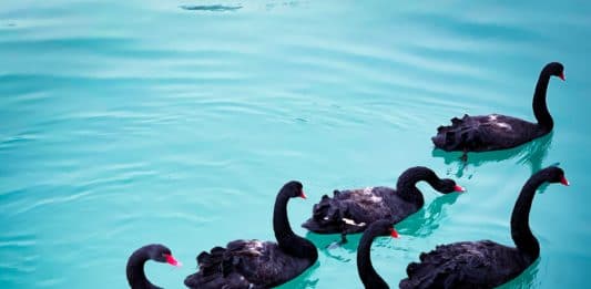 Historical Cases of Crisis Management wang-binghua-kd80surznhk-unsplash