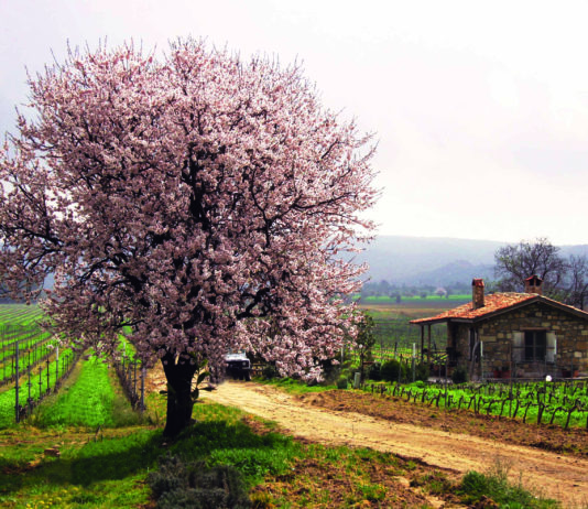 Suvla Wines: Putting Turkey on the Viticulture Map badem_bagevicolor