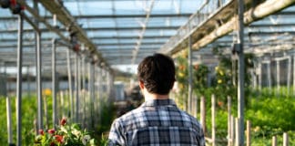 Crosslands Flower Nursery: Rooted in Entrepreneurship