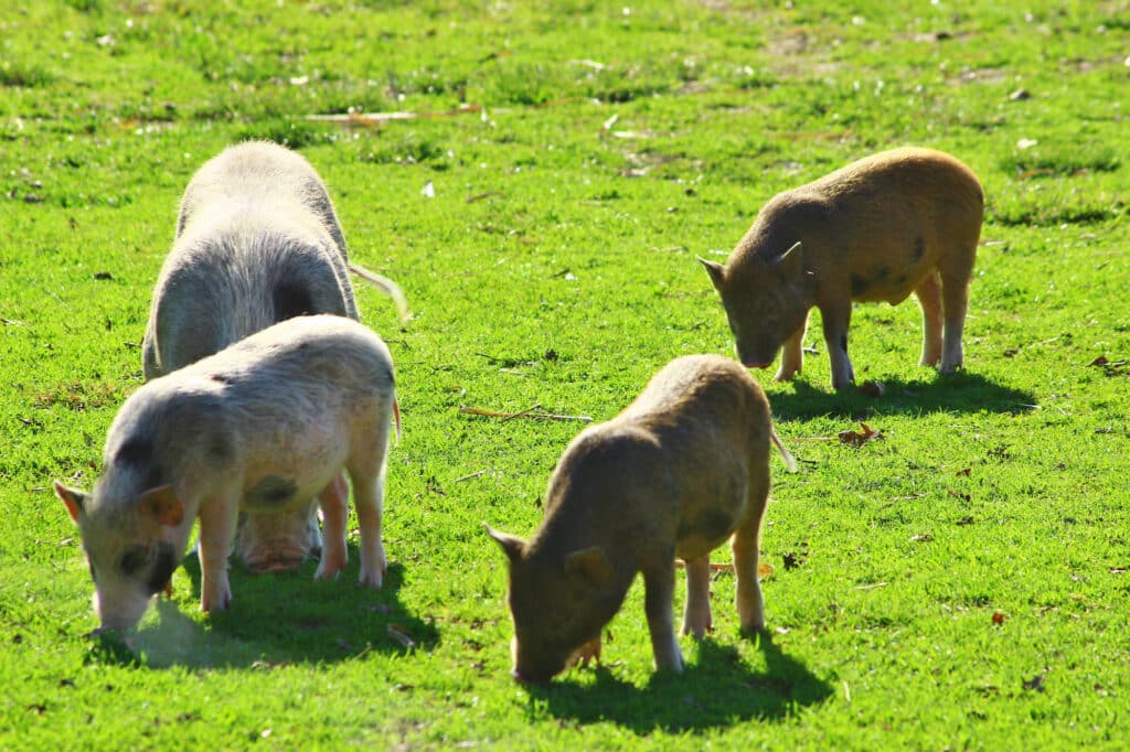 pigs eating grass