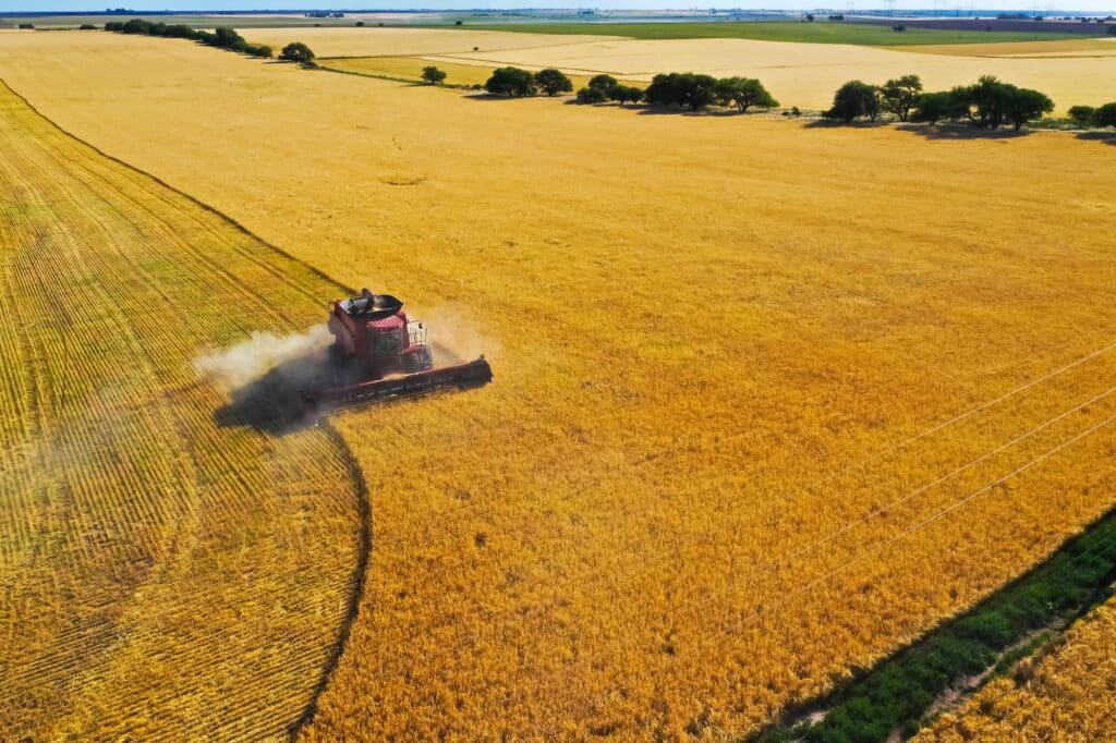 Harvesting grain in Argentina