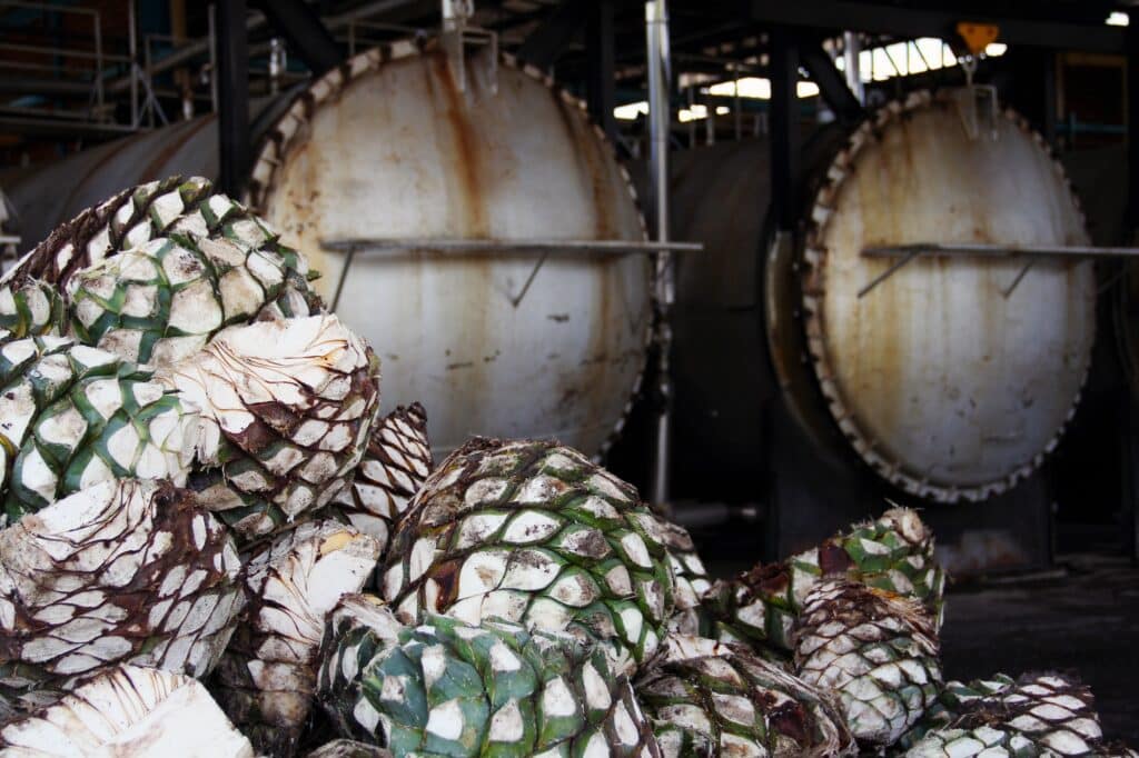 Agave Piñas