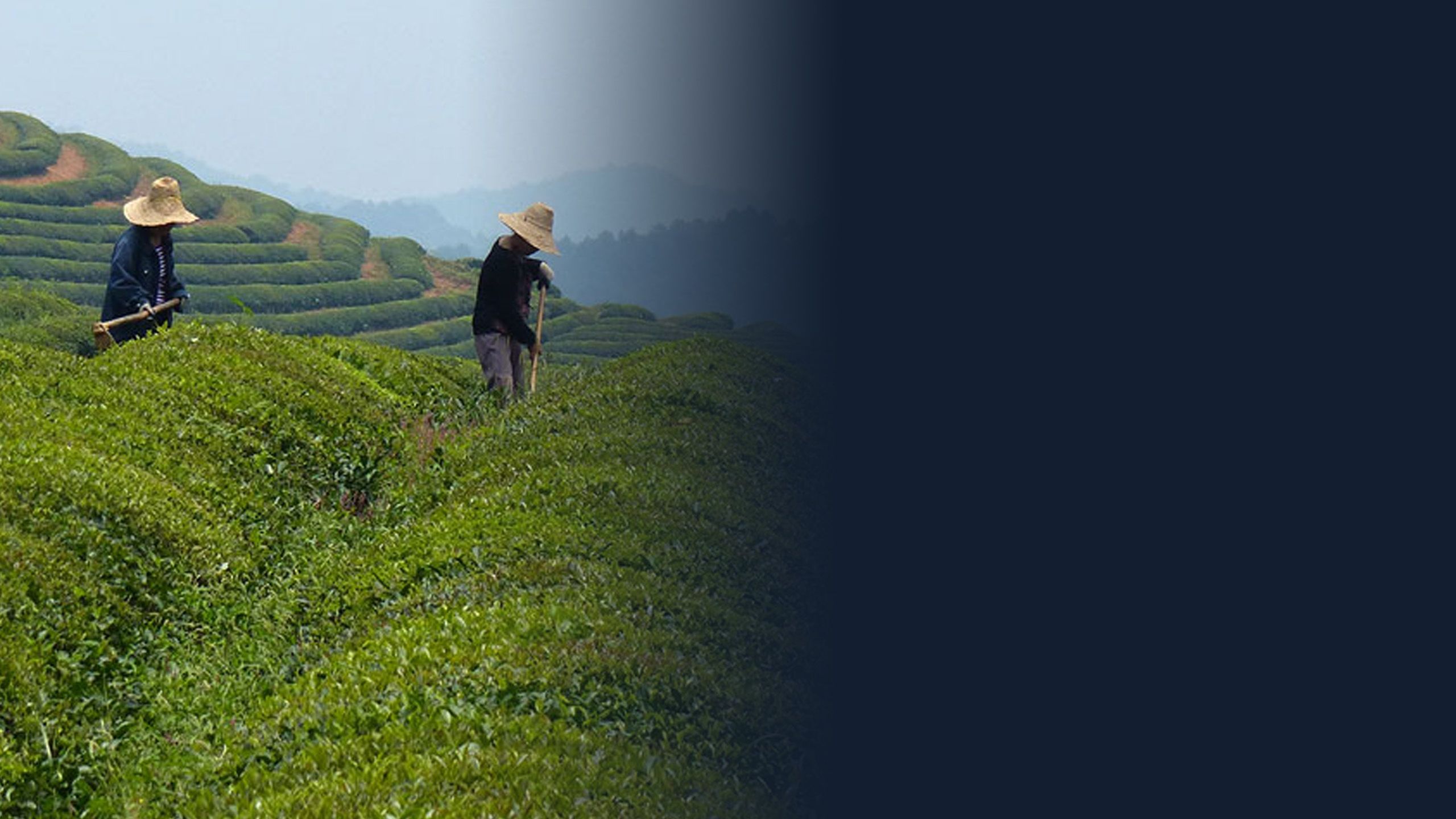 Tea farm rows; image courtesy of Numi Tea