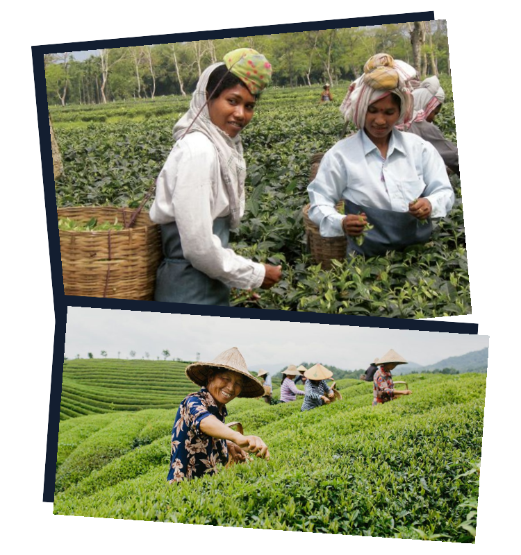 Picking tea; images courtesy of Numi Tea