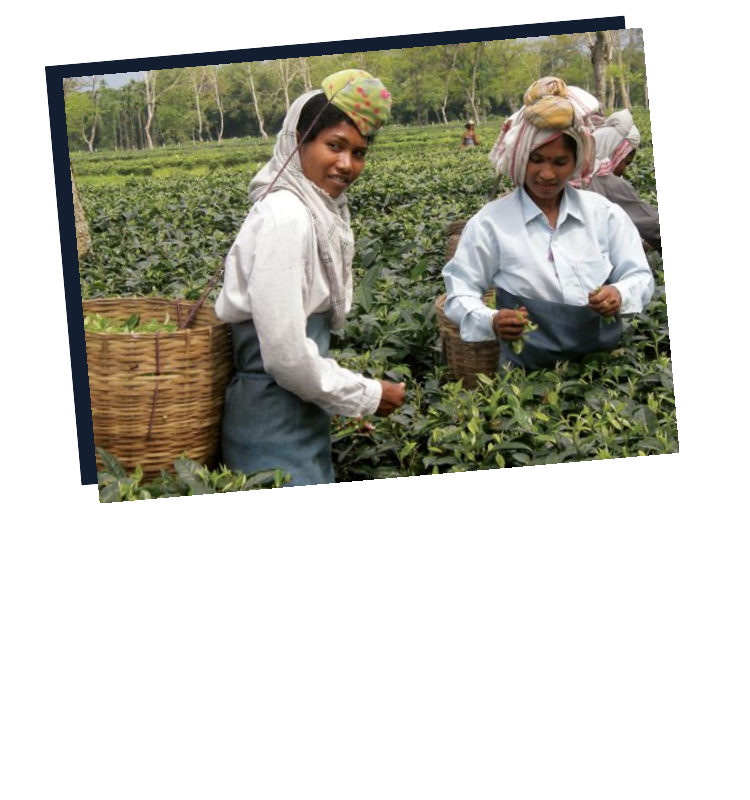 Tea farmers with baskets; image courtesy of Numi Tea