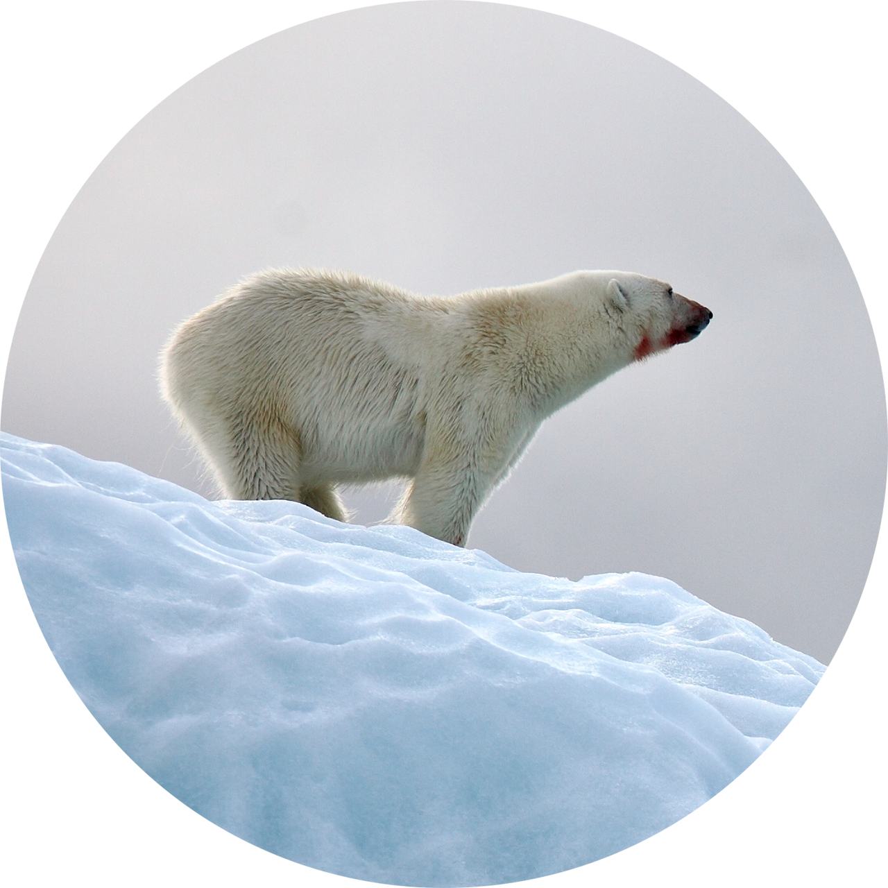 Polar bear; image courtesy of Shutterstock