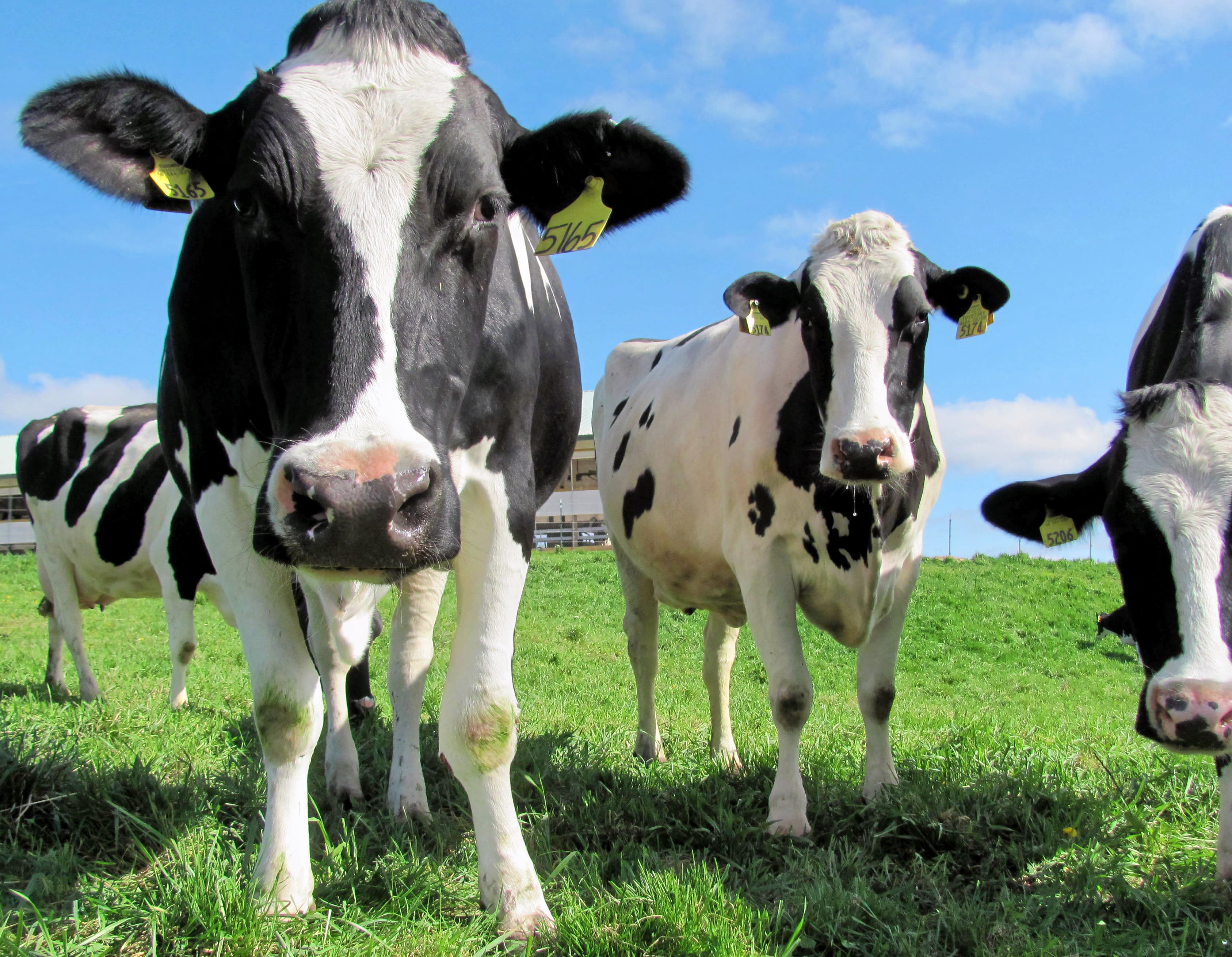Cows on the Crave Brothers' farm