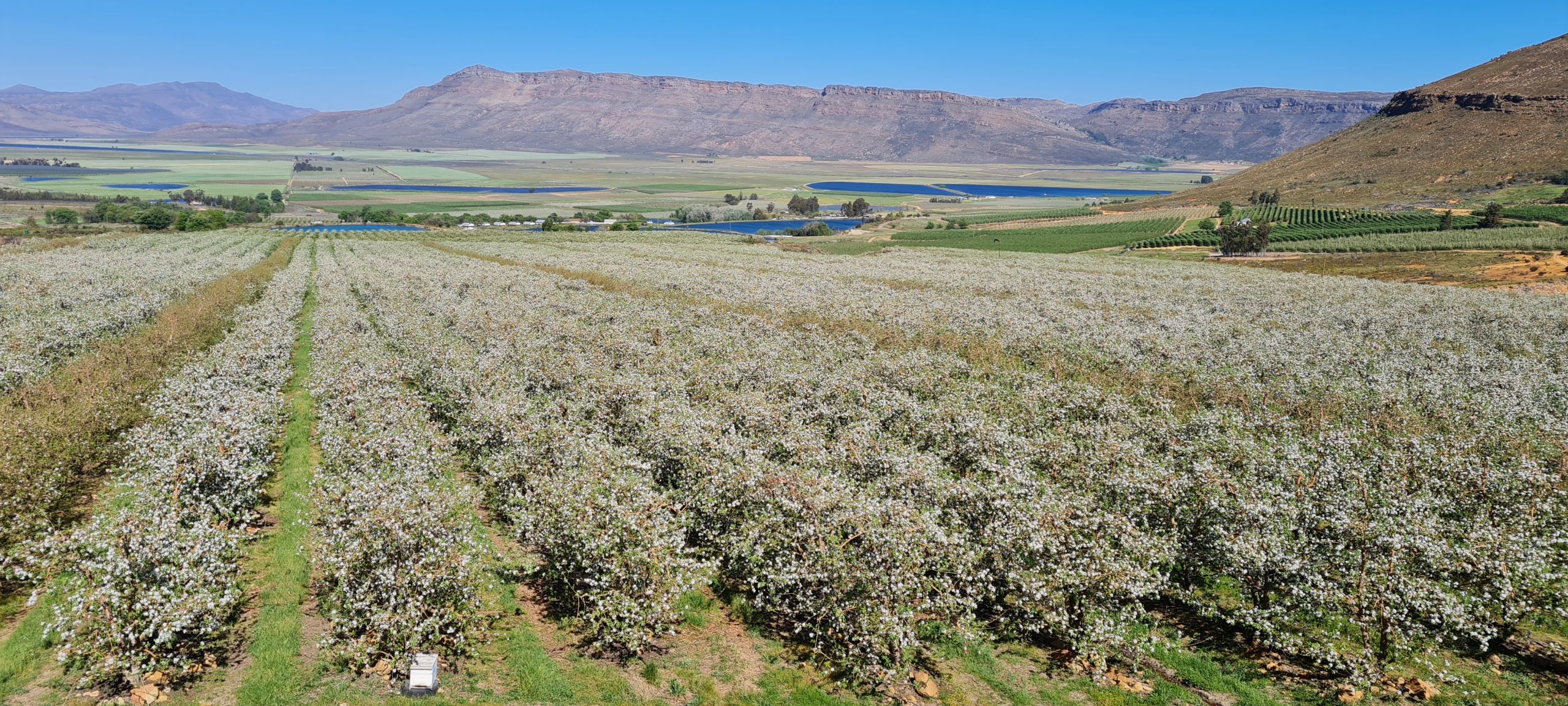Apples in full bloom on Boplaas, Koue Bokkeveld; image courtesy of Boplaas 1743