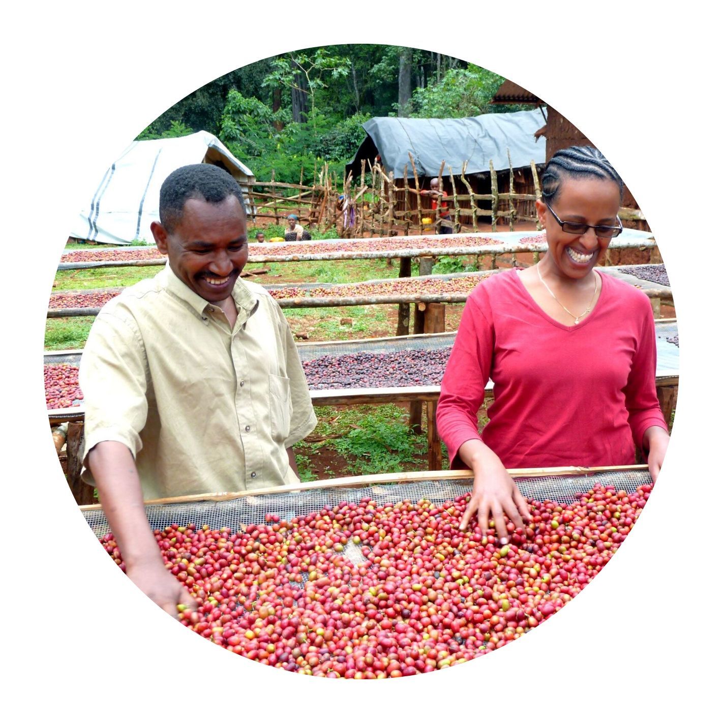 Drying coffee, courtesy of Oromia Coffee Farmers Cooperative Union