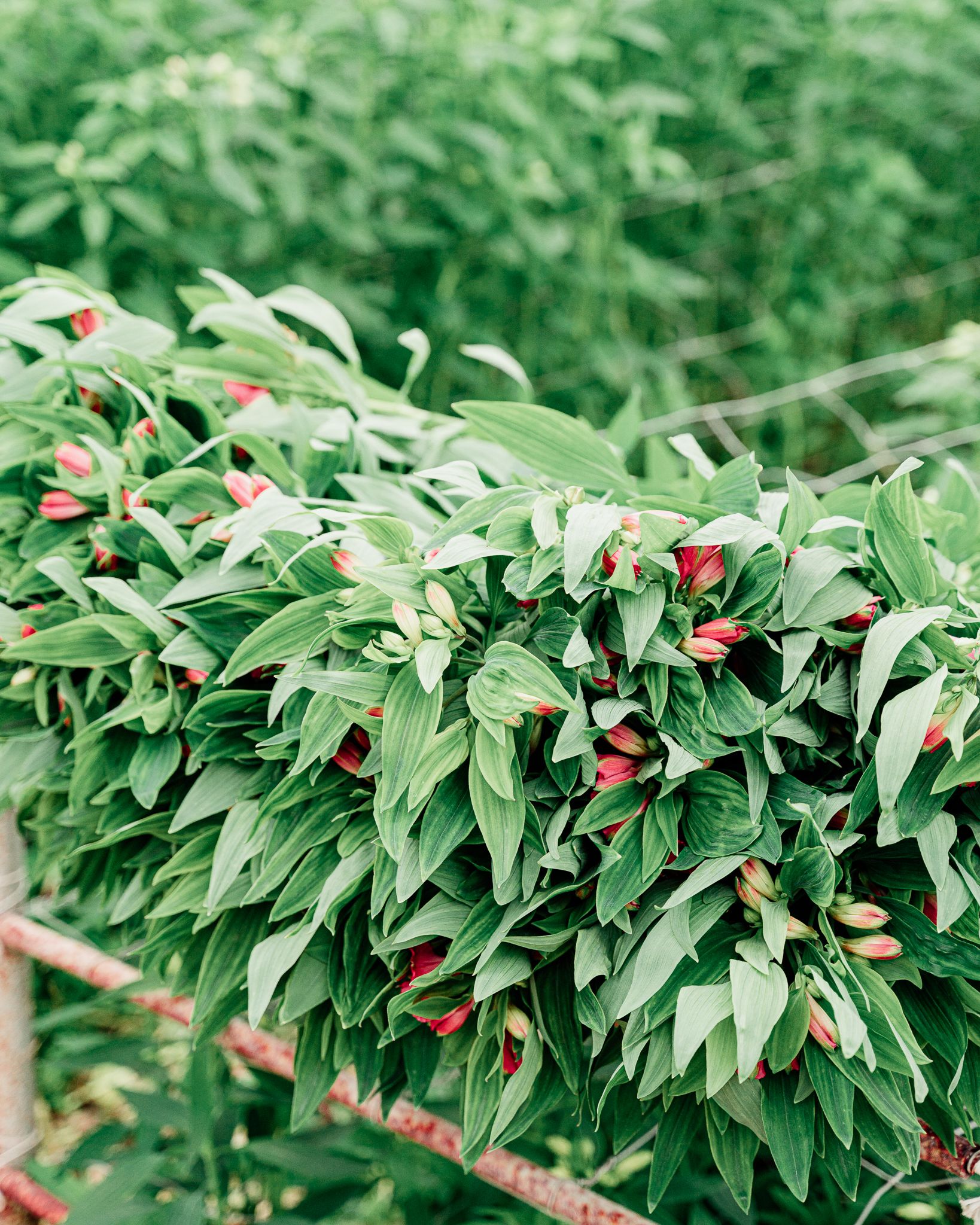 Crosslands Flower Nursery: Rooted in Family Entrepreneurship