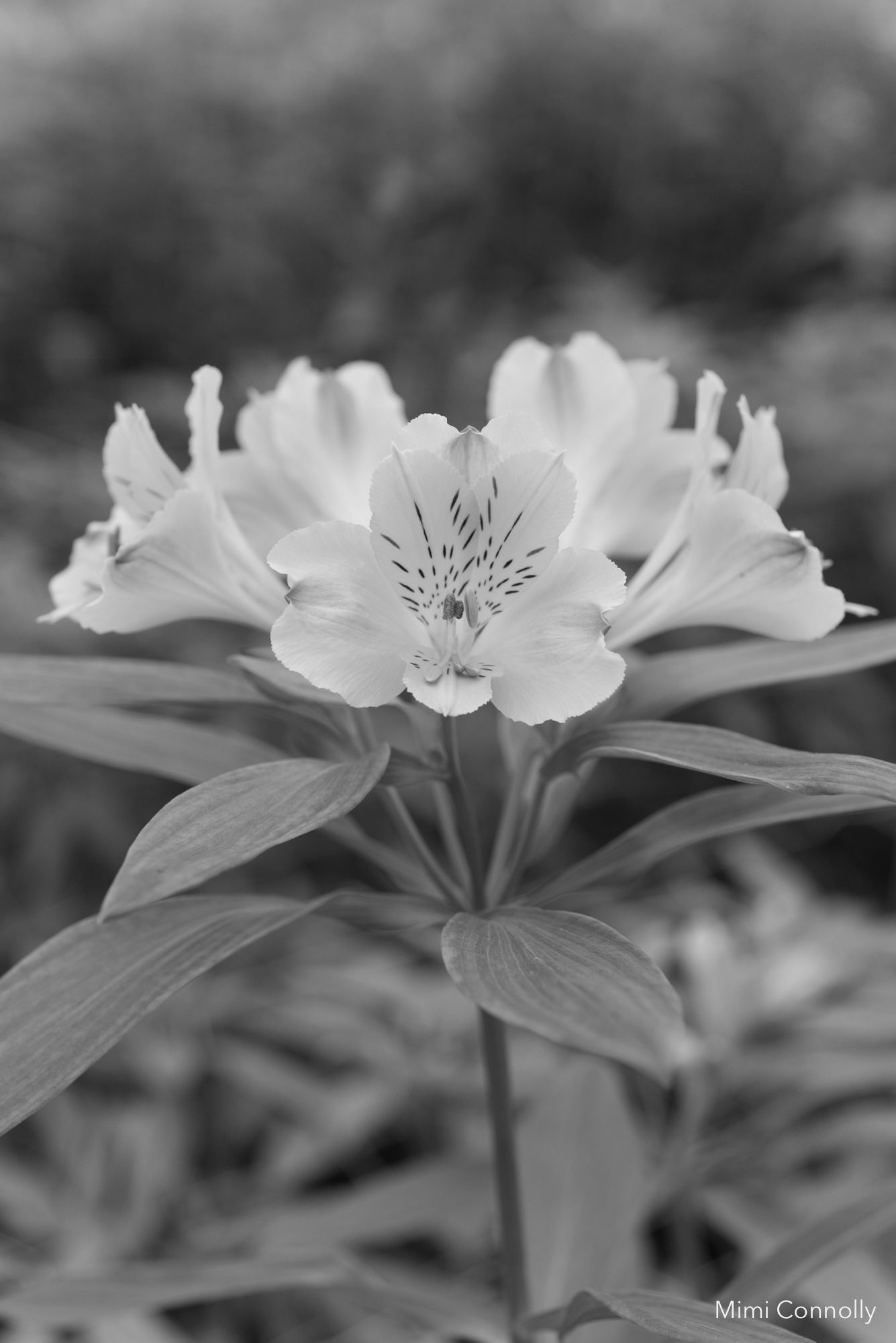 Crosslands Flower Nursery: Rooted in Family Entrepreneurship