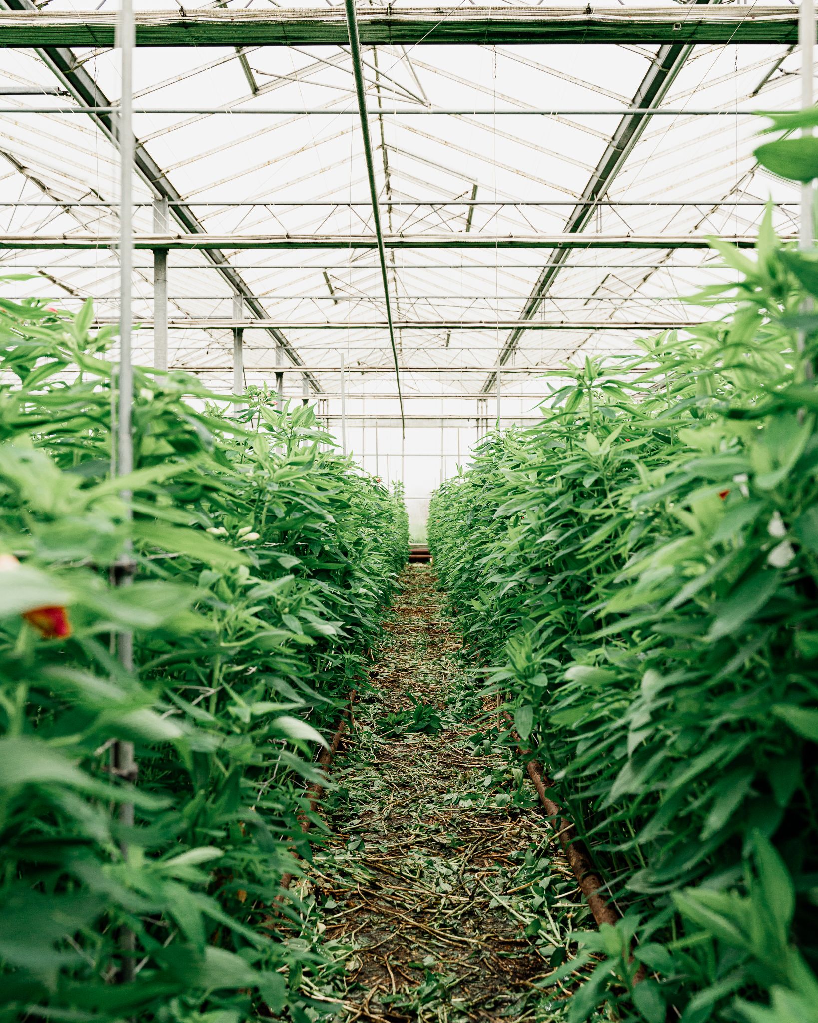 Crosslands Flower Nursery: Rooted in Family Entrepreneurship
