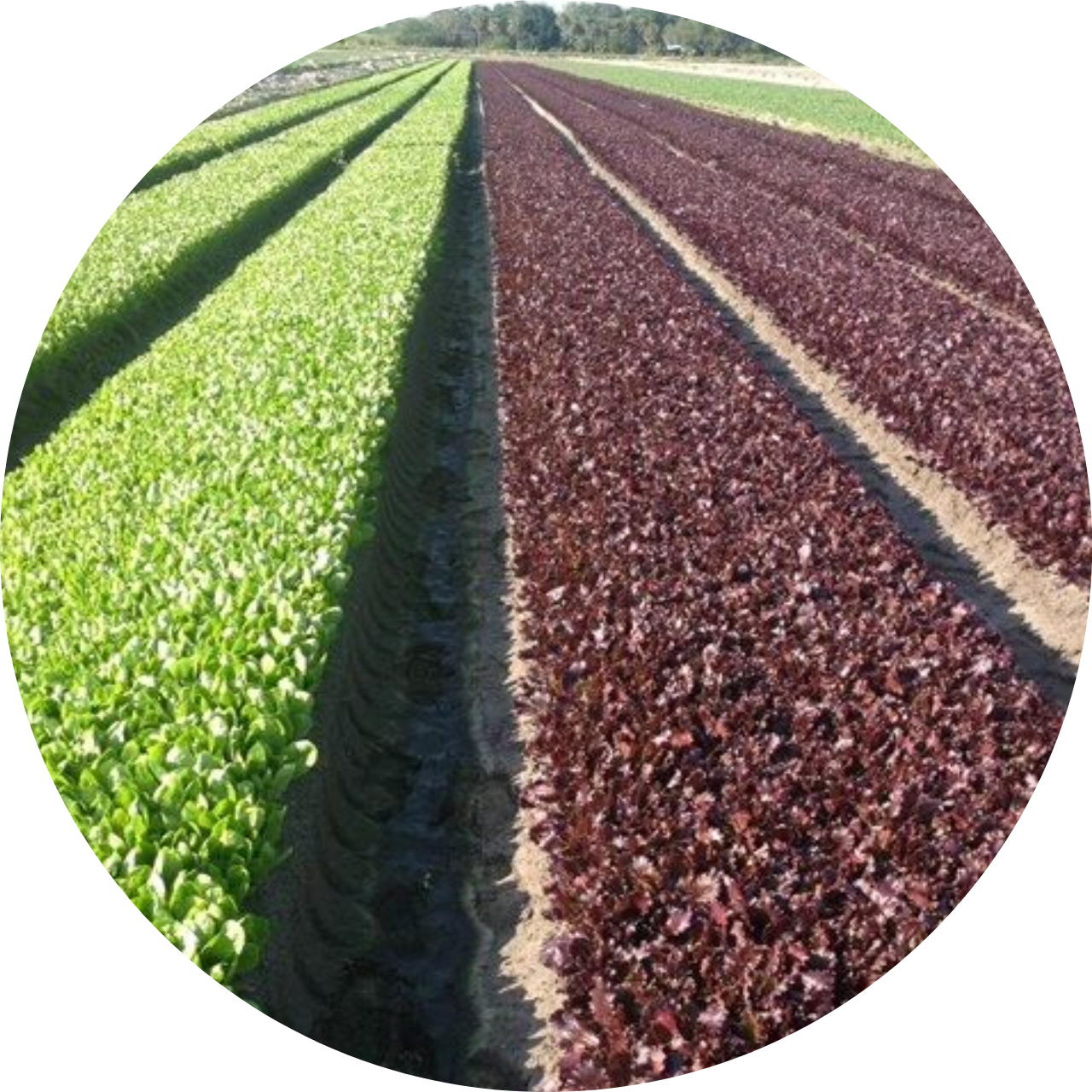 State Garden produce