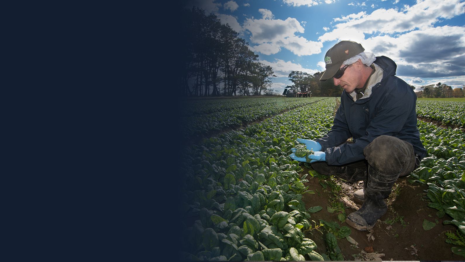 Mark Pins of State Garden inspecting spinach crop; image courtesy of State Garden