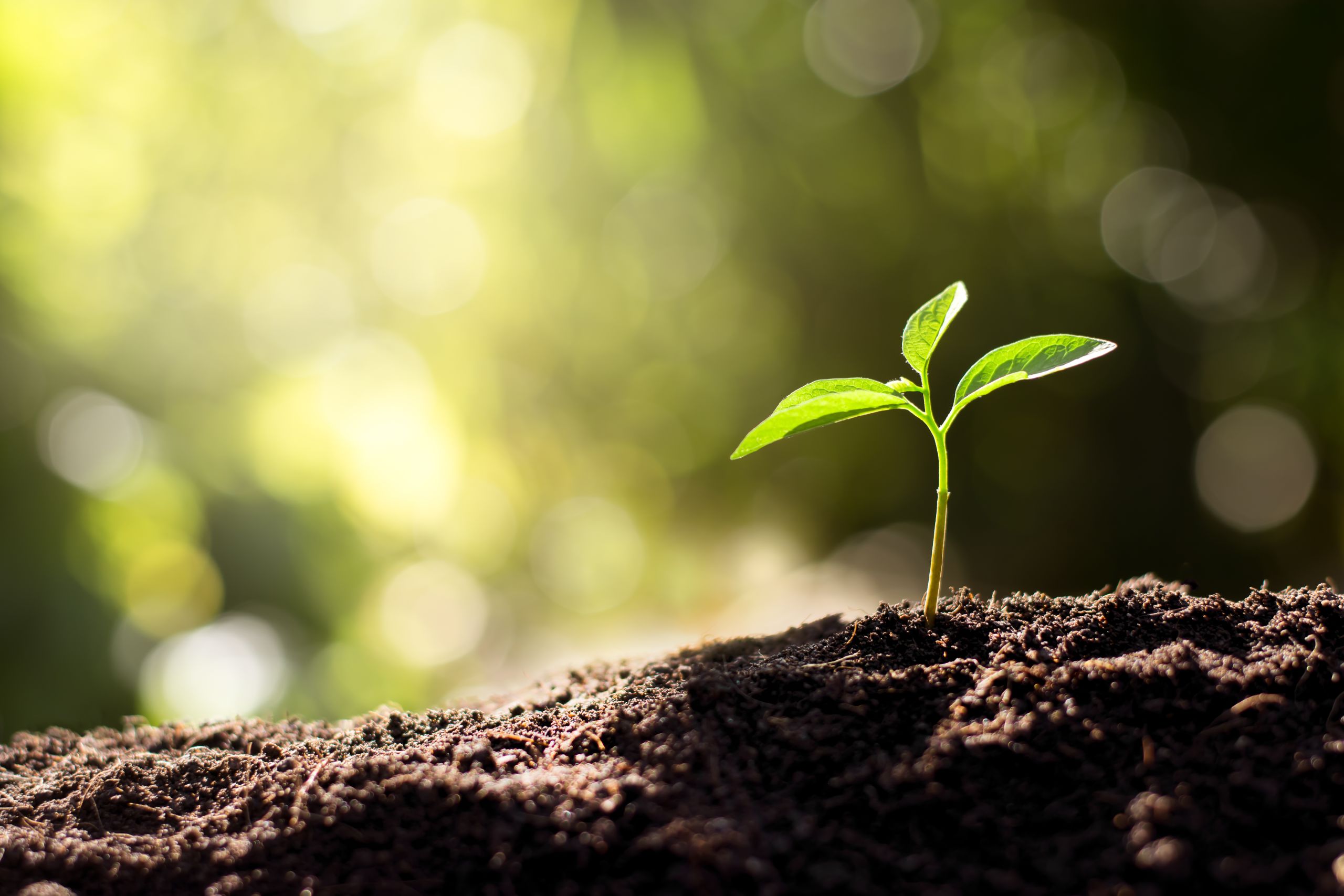 Green plant shoot; image courtesy of Shutterstock