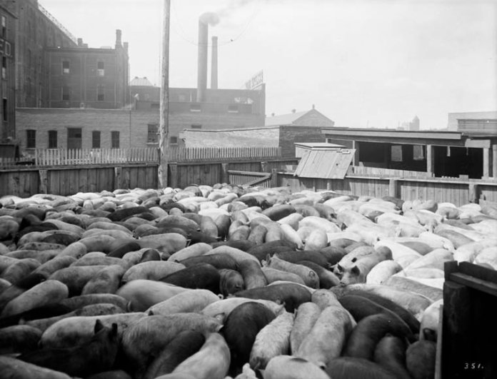Meat packing industry meat-packing-industry